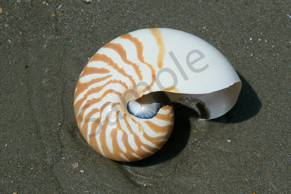 Nautilus Shell At The Beach