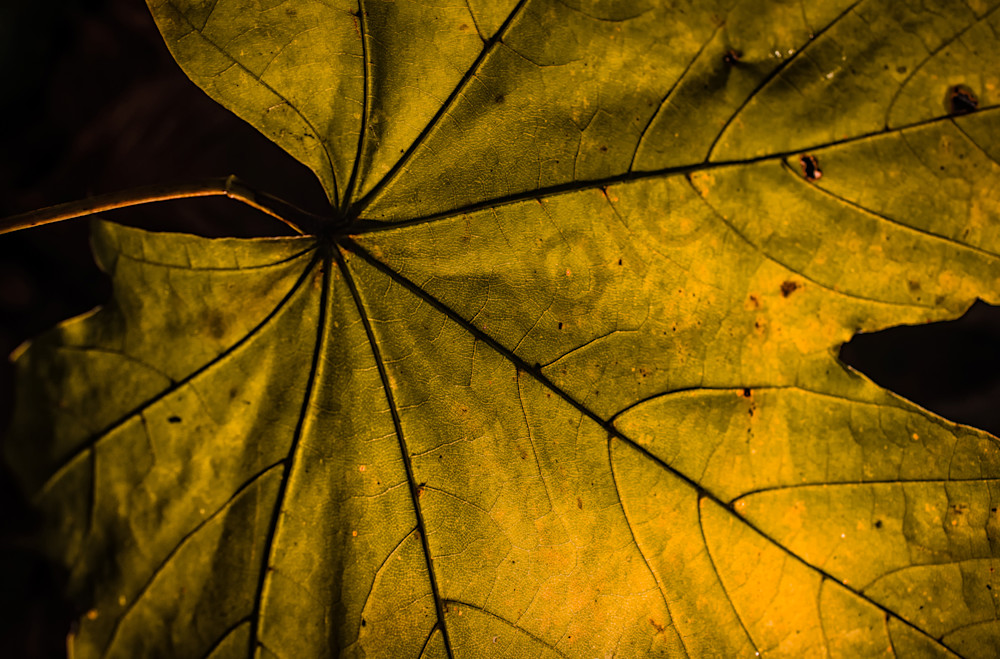 the change of the nature You can't change human nature life changed him from an optimist into a pessimist the leaves change color from green to red in the fall. the change of the nature You can't change human nature life changed him from an optimist into a pessimist the leaves change color from green to red in the fall.