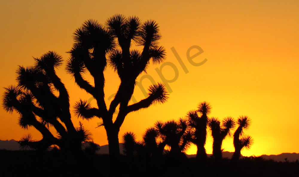 Joshua Tree Desert Sunset Landscapes