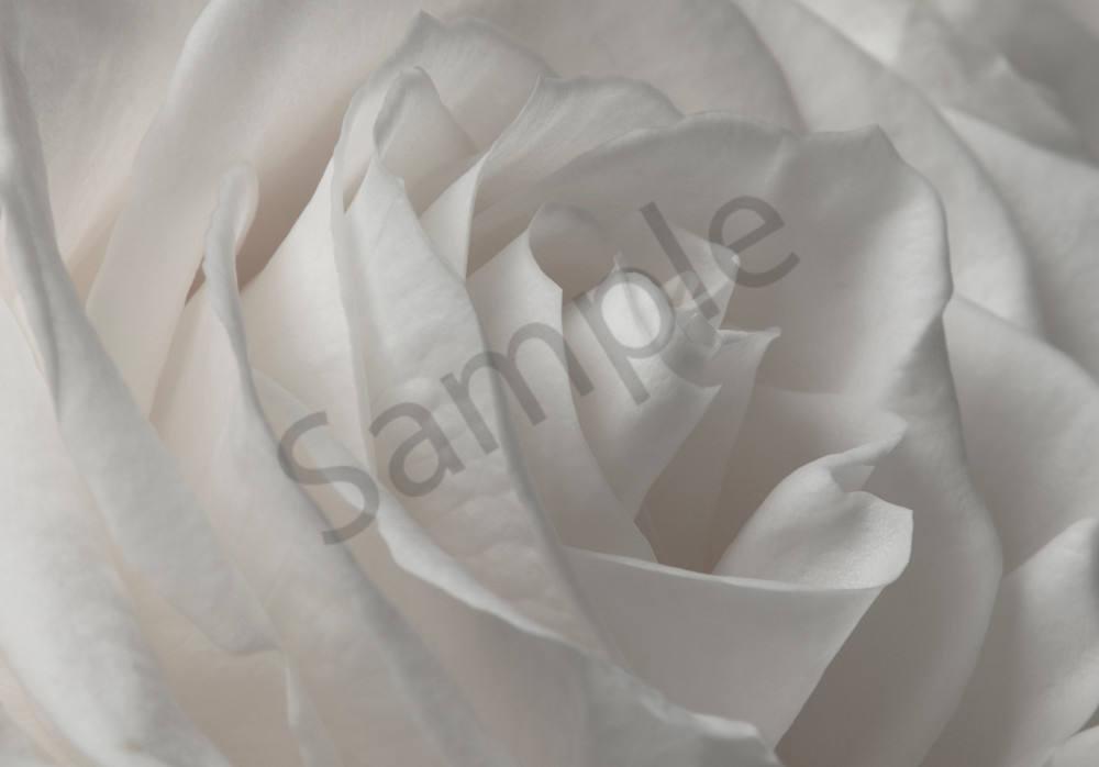 White Rose Photograph