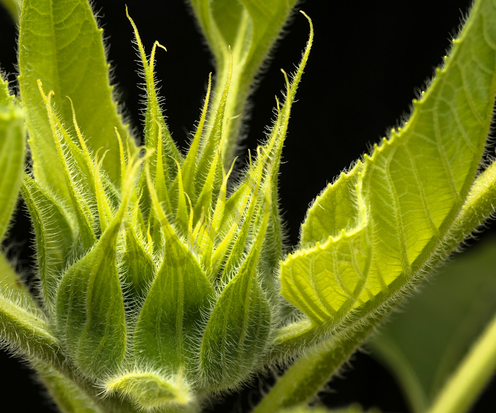 Sunflower-forming