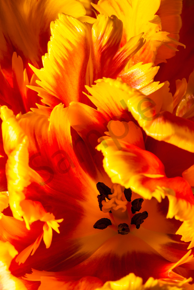 Parrot-Tulip-#2 Parrot-Tulip-#2