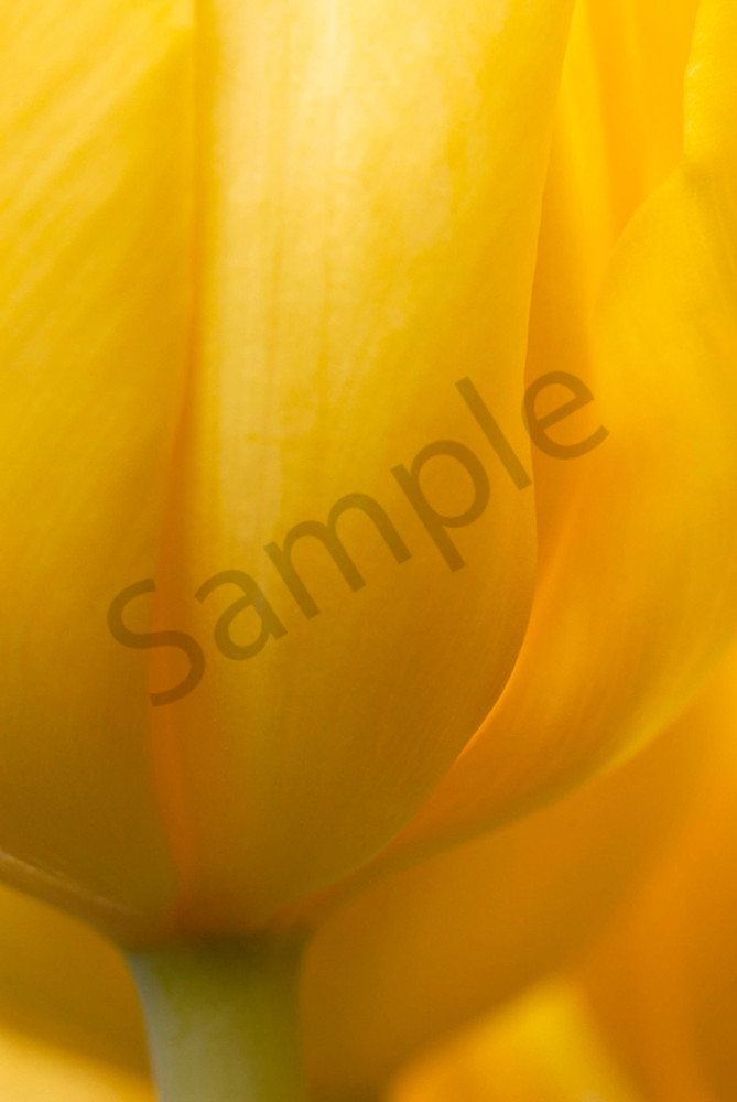 Tulip-Kikomachi