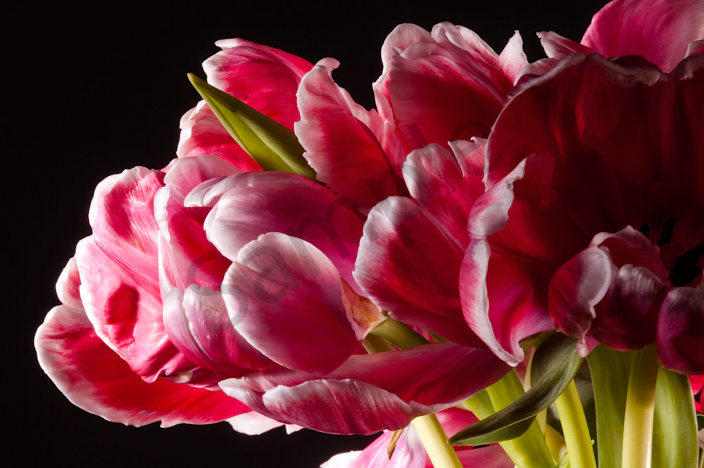 Parrot-Tulip-pink