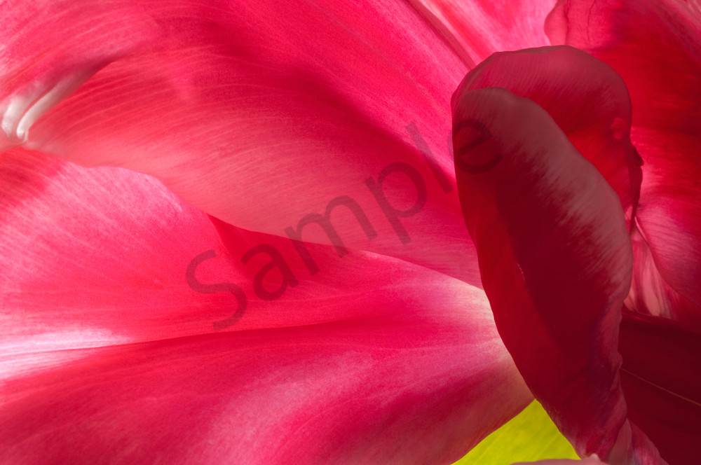 Parrot-Tulip-#4 Parrot-Tulip-#4