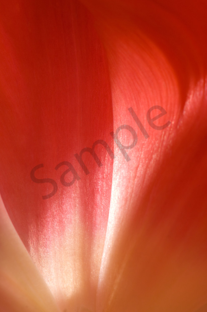 Parrot Tulip-#7 Parrot Tulip-#7