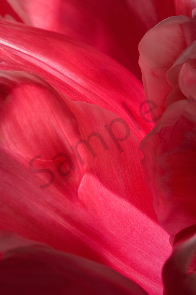 Parrot Tulip-#8