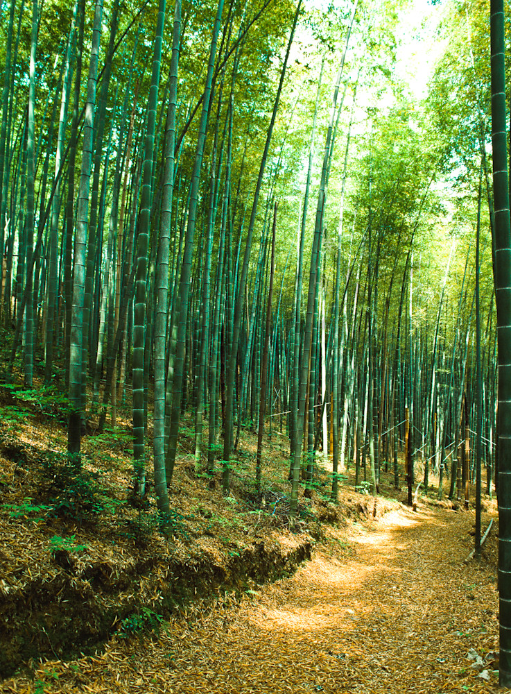 Bamboo grove in Sagano area of Kyoto, Japan Bamboo grove in Sagano area of Kyoto, Japan