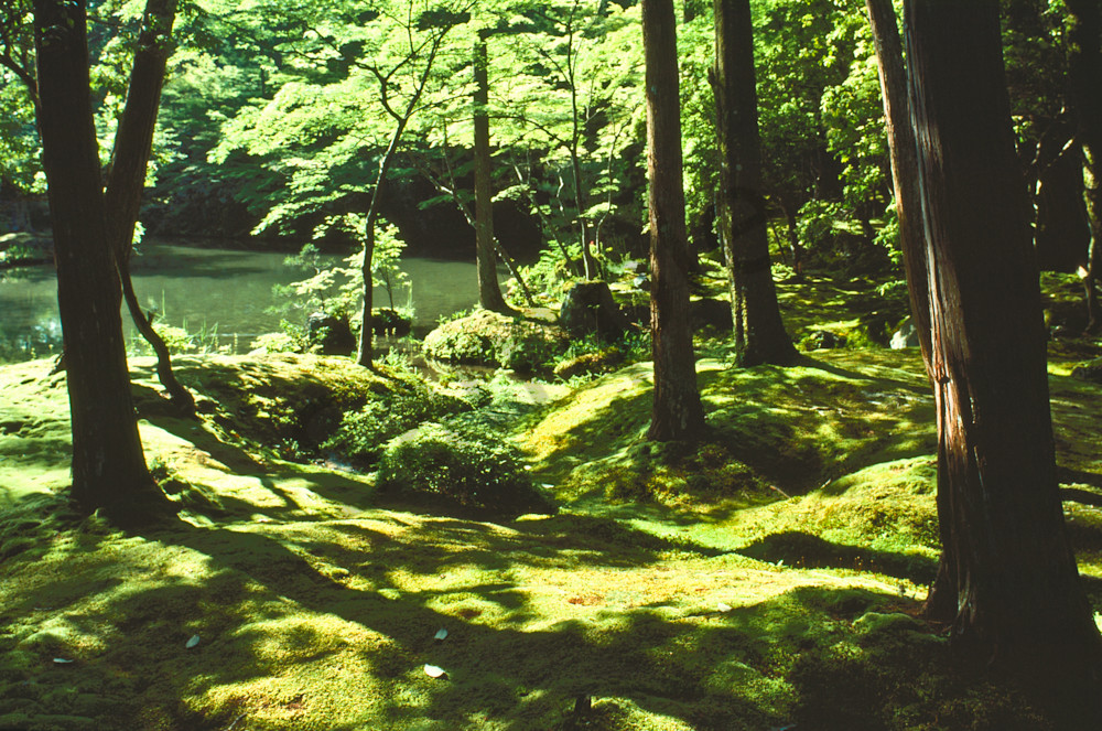 "Moss Garden" Saiho-ji-"Koke-dere"