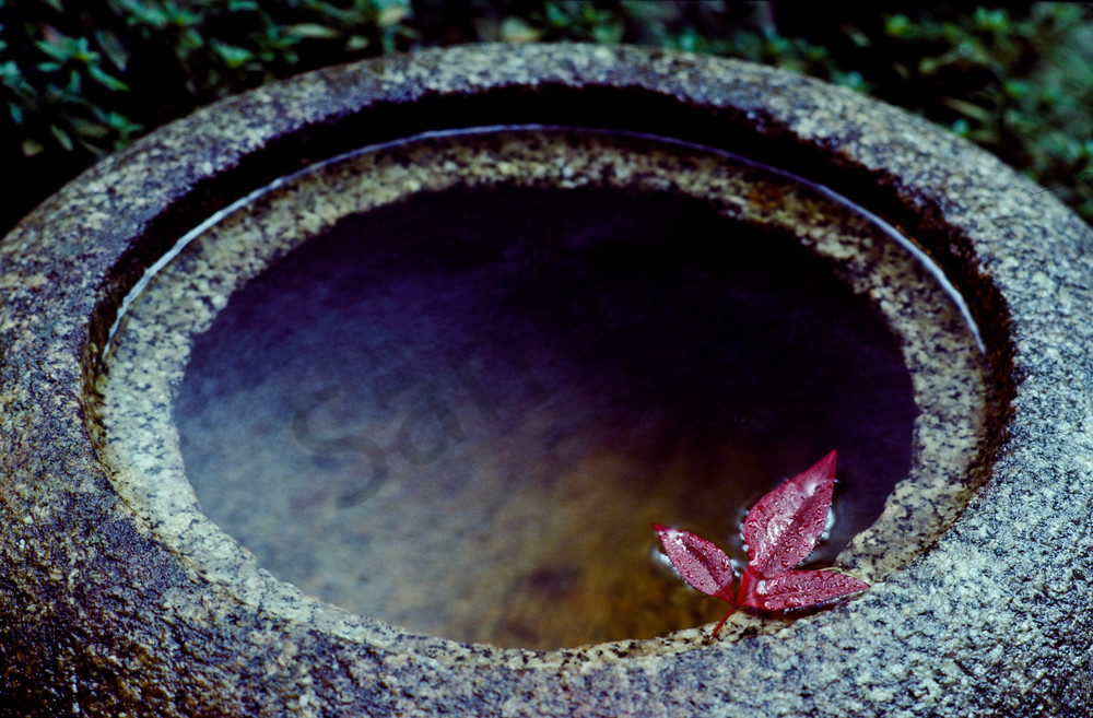 Maple leaf in a Japanese water basin at the Masumoto Inn, Kyoto, Japan Maple leaf in a Japanese water basin at the Masumoto Inn, Kyoto, Japan