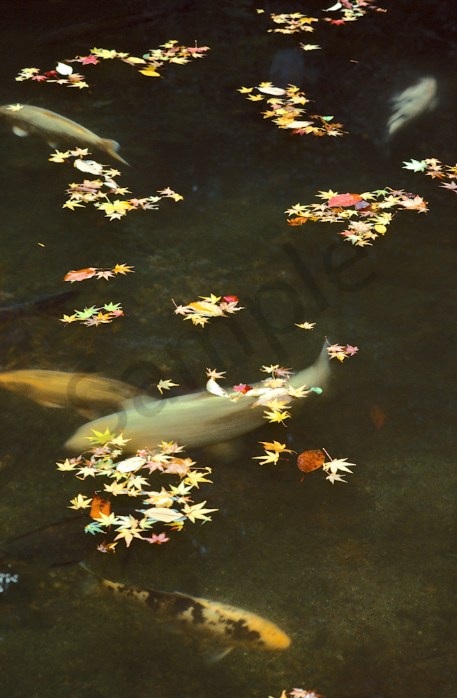 Carp and maple leaves, Sanzen-in Temple, Kyoto, Japan