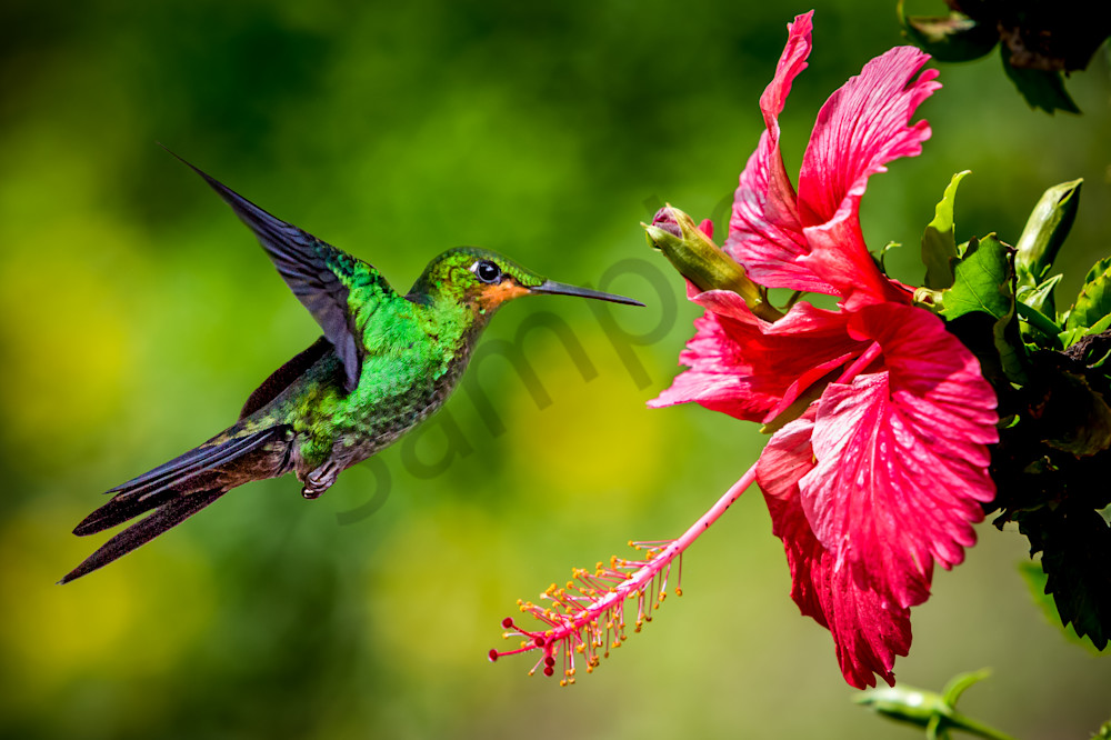 Humming Bird in flight, Costa Rica Rainforest.