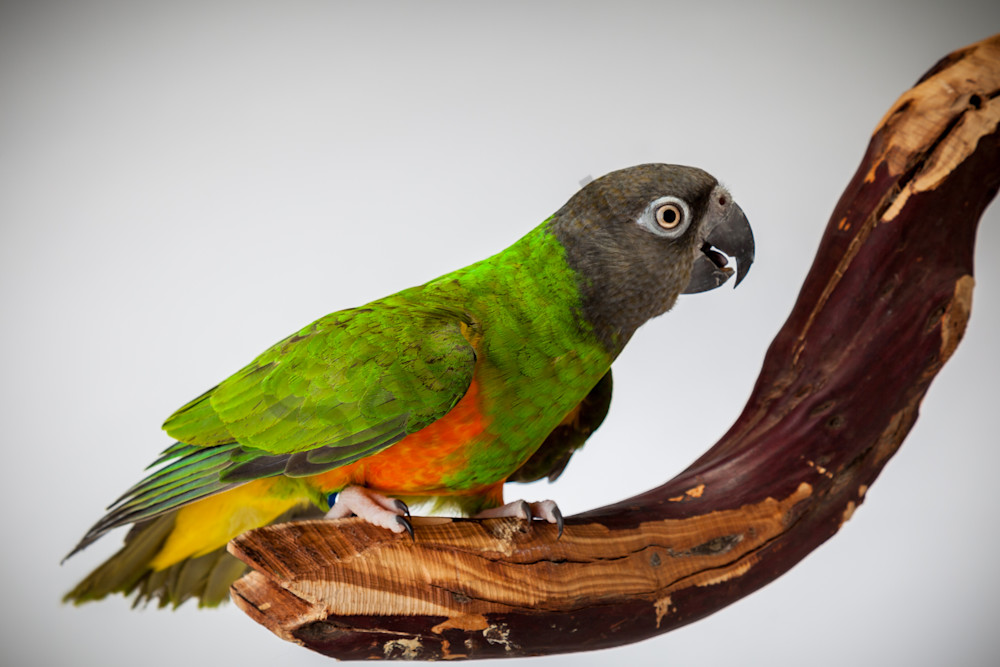Senegal Parrots 0008 3 Photography Art | Curtis Peters Photography