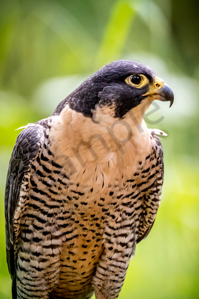 Falcon, Bird of Prey