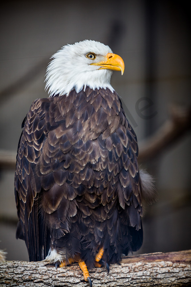 Bald Eagle 8196 Photography Art | Curtis Peters Photography