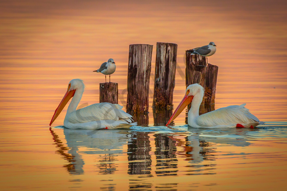 Whites In Gold Photography Art | John Martell Photography
