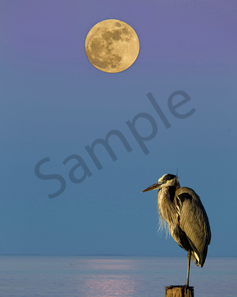 Great Blue Moon Photography Art | John Martell Photography