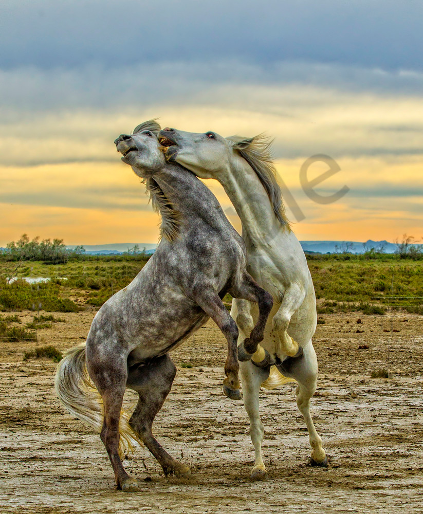 Dancing For Dominance Photography Art | John Martell Photography