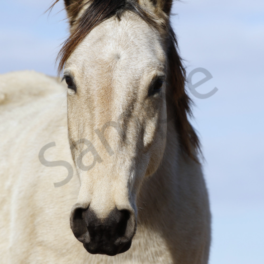 Wild horse close up