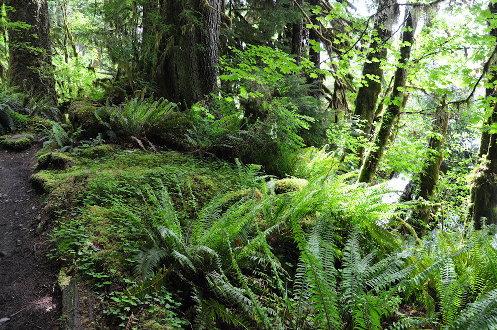 Olympic National Park, Rainforest by Ryn Arnold