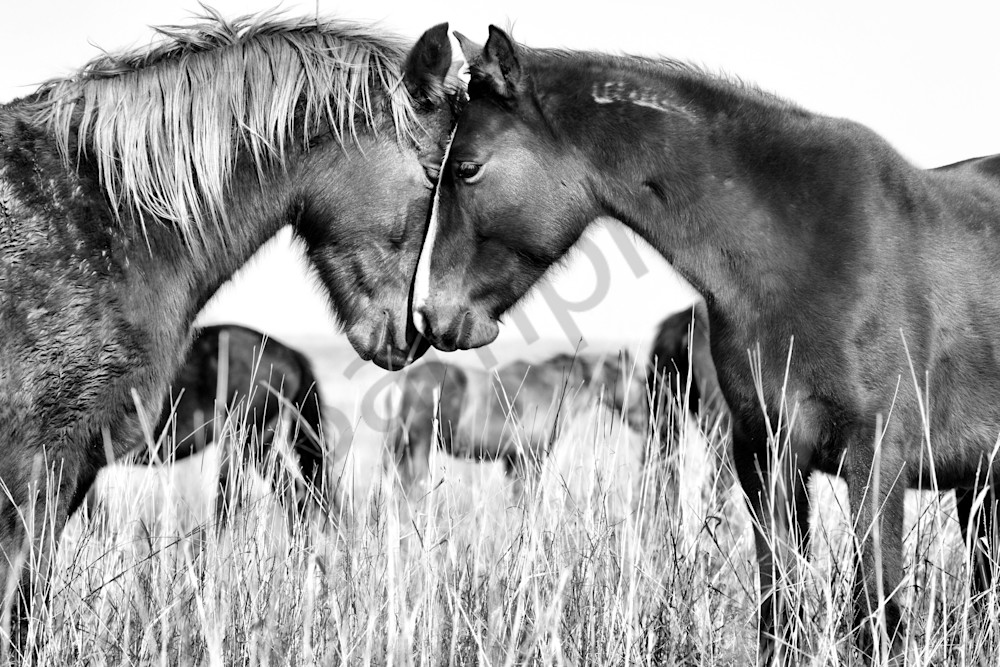 Wild Horse Photograph for sale as Fine Art.