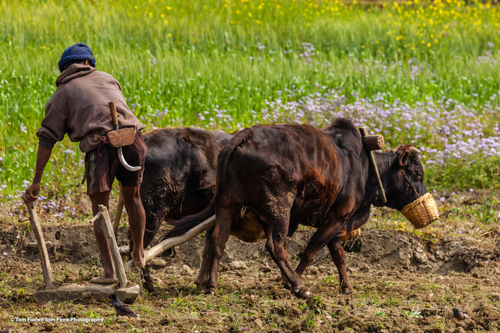 Man Plowing His Field Photography Art | Tom Fiore Photography