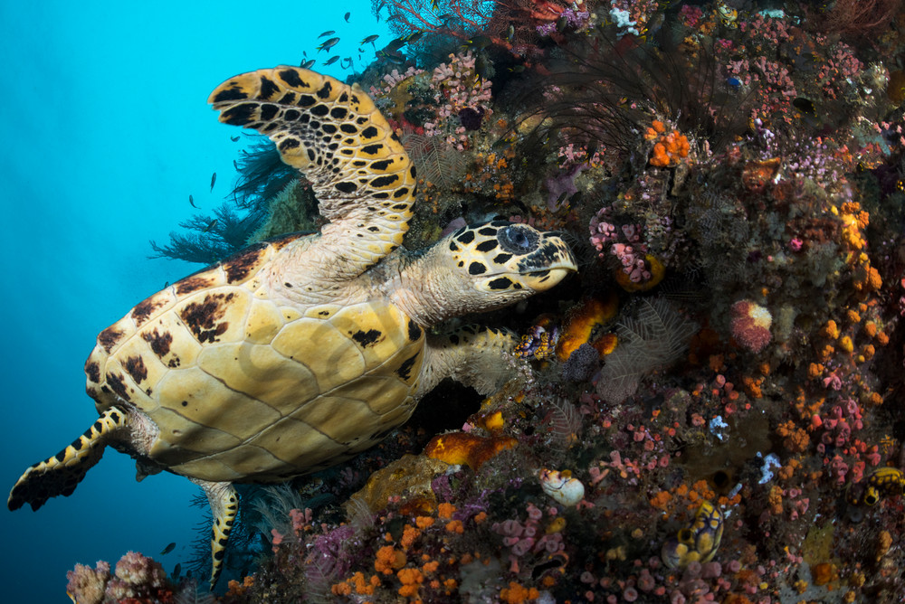 A Hawksbill Sea Turtle forages for food on a healthy reef wall...Shot in Indonesia