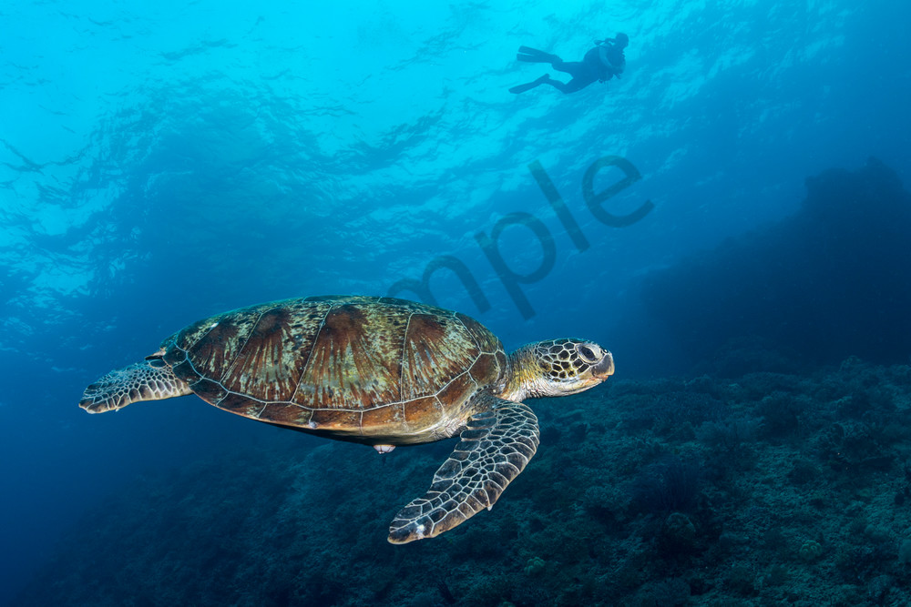 Green Sea Turtle and diver..Shot in Indonesia