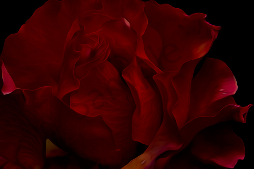 Heart of Darkest Rose
