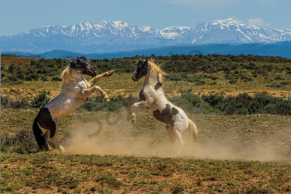 Mustang Muscle Photography Art | John Martell Photography