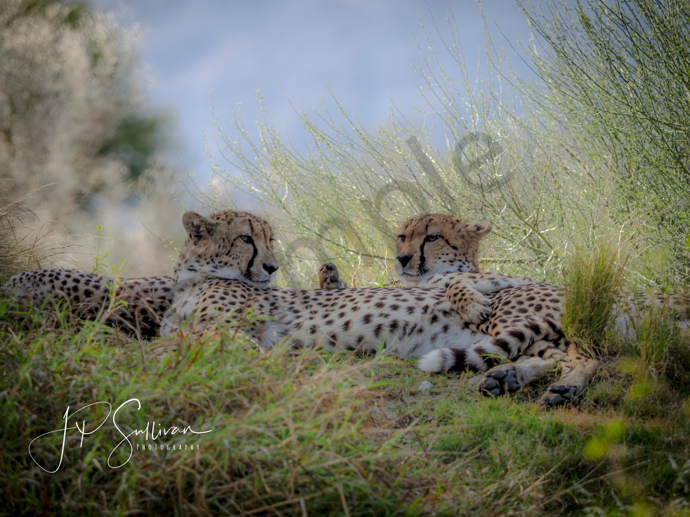 Cheetah Love - the living desert - animals Cheetah Love - the living desert - animals