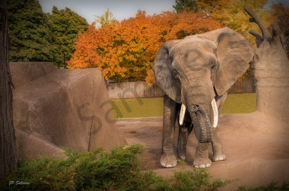 an African elephant in a fall setting an African elephant in a fall setting