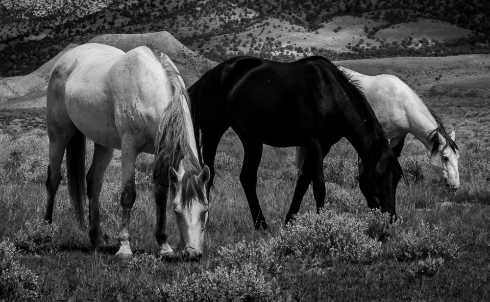 Black And Gray Photography Art | Mason & Mason Images