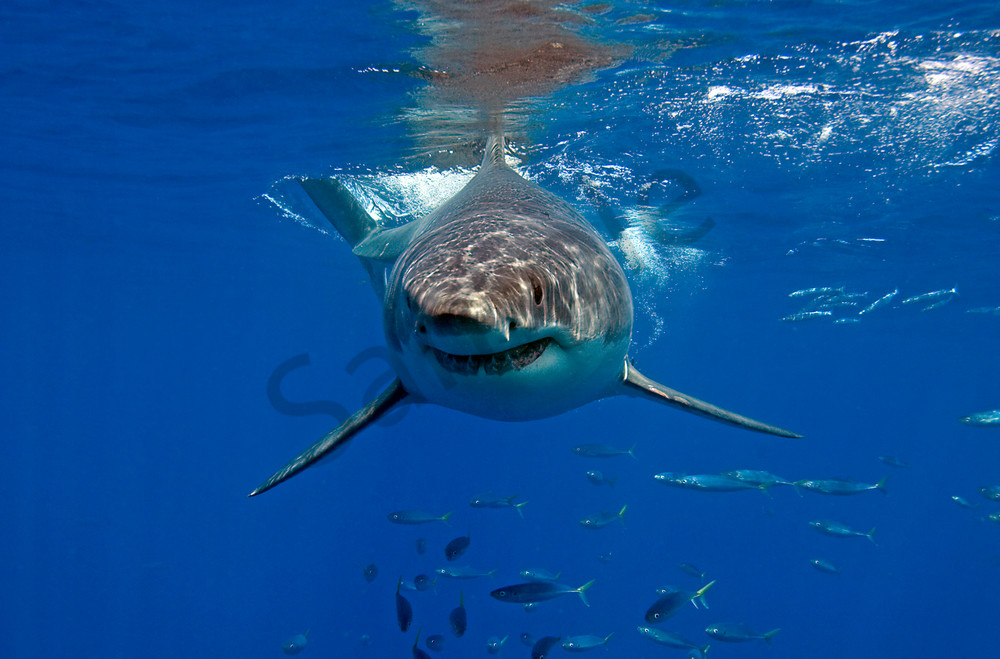 Great White Shark Approaching

Shot in Mexico