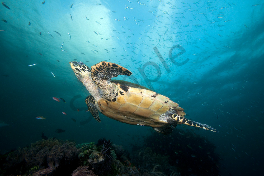 Hawksbill Turtle Soars above the Reef