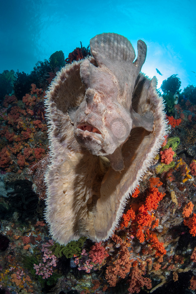 A Giant Frogfish perched inside a Elephant Ear Sponge

Shot in Indonesia