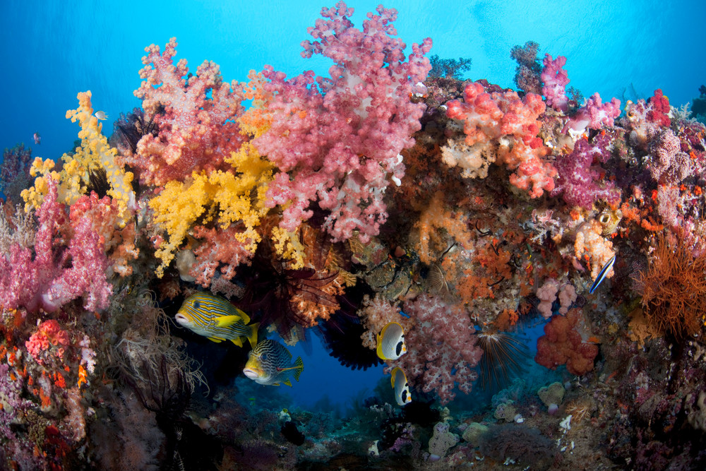 Sweetlips and Butterfyfishes hover under a soft coral arch...Shot in West Papua Province, Indonesia