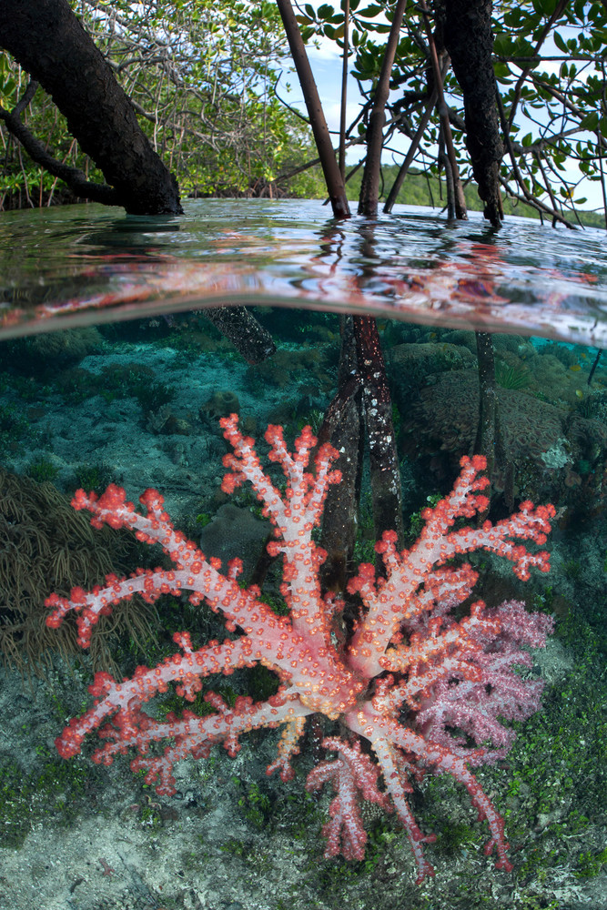 In a unusual and fascinating ecosystem, vibrant soft Corals grow abundantly on the roots of Mangrove trees, in less than 4 feet of depth.

Shot in Indonesia