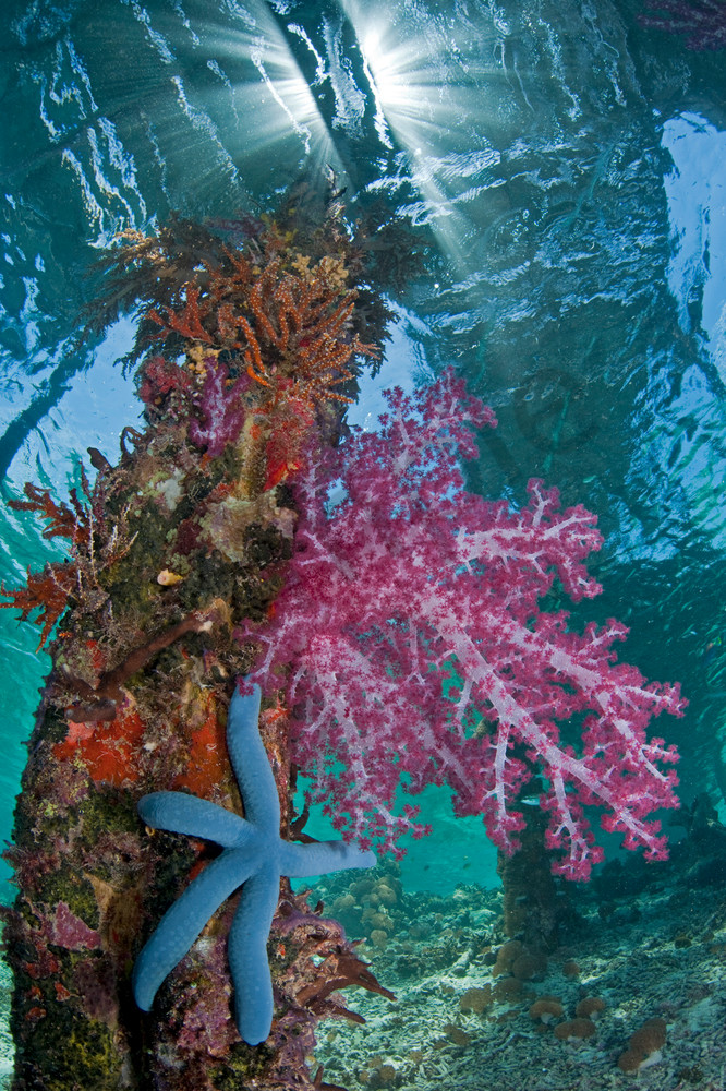 Vibrant Soft Coral and Blue Sea Star under a Jetty.Shot in West Papua Province, Indonesia