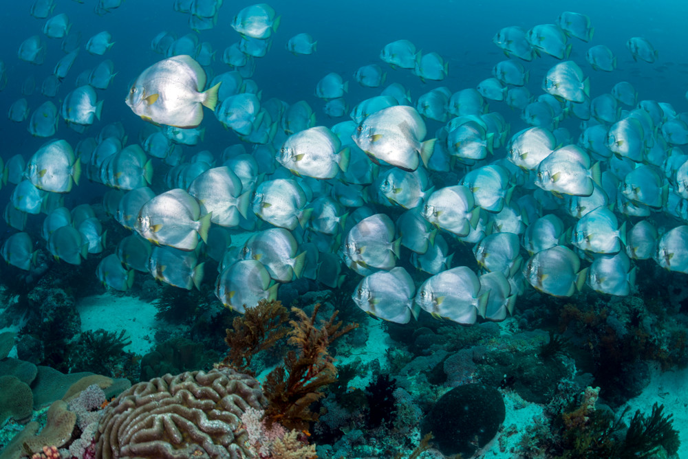 Large school of Longfin Spadefish

Shot in Indonesia