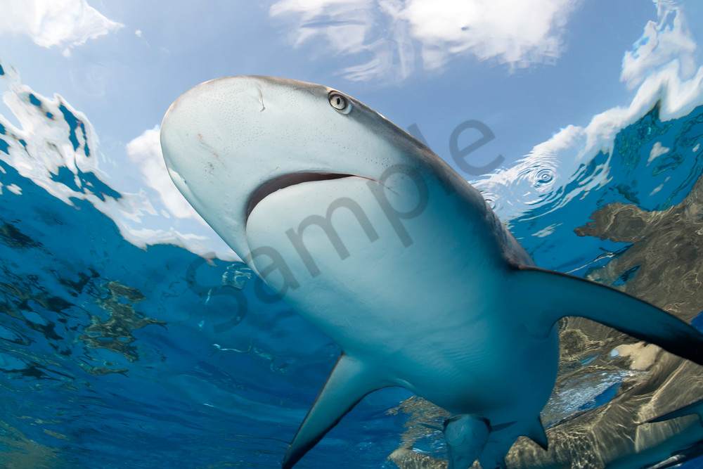 Caribbean Reef Shark at the surface

Shot in Bahamas