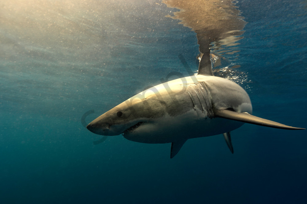 Shark Photography | Mexican Sun by Leighton Lum
