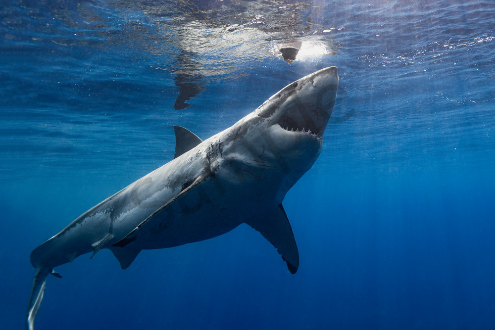 Shark Photography | Lucy Launch by Leighton Lum