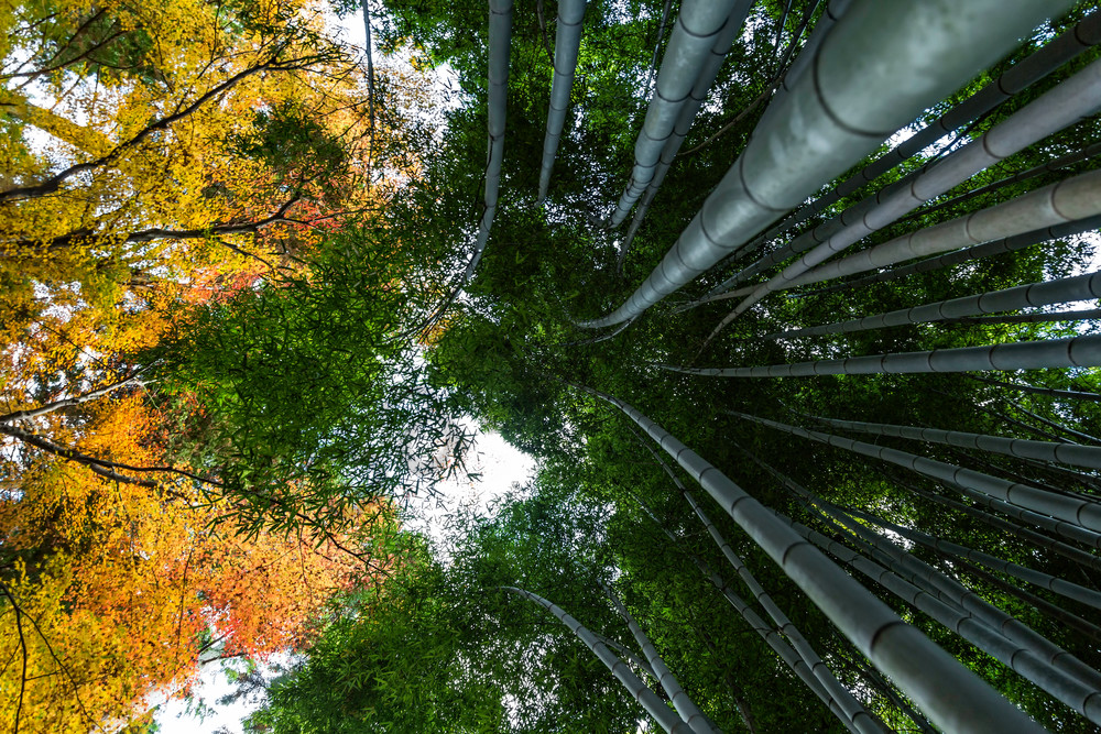 Nature Photography | Fall in Arashiyama by Leighton Lum