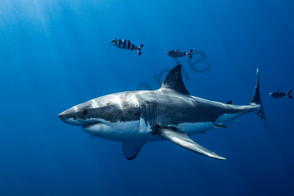 Shark Photography | Escorts by Leighton Lum