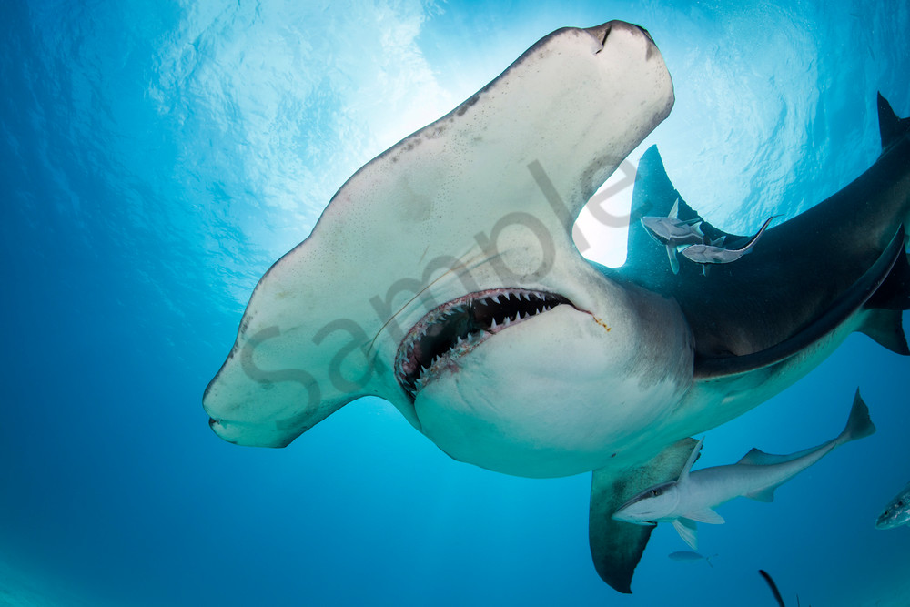 Great Hammerhead Shark eating bait

Shot in Bimini, Bahamas