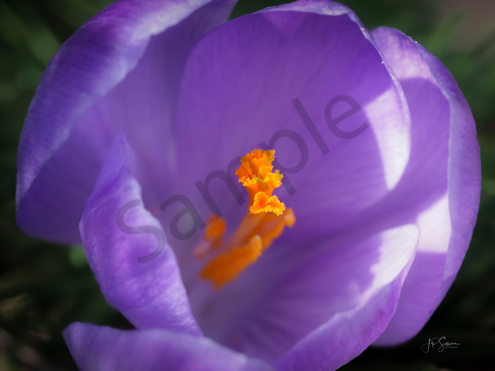 Another spring bloom for flower lovers - fine art wall print - photography by JP Sullivan Another spring bloom for flower lovers - fine art wall print - photography by JP Sullivan