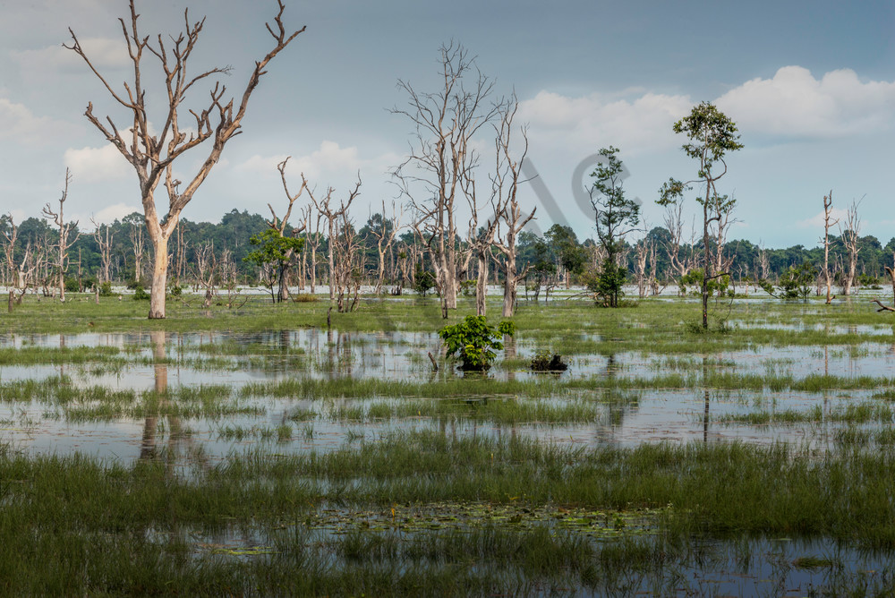 Out of the Water, Cambodia, Neak Pean, Angkor Wat Out of the Water, Cambodia, Neak Pean, Angkor Wat