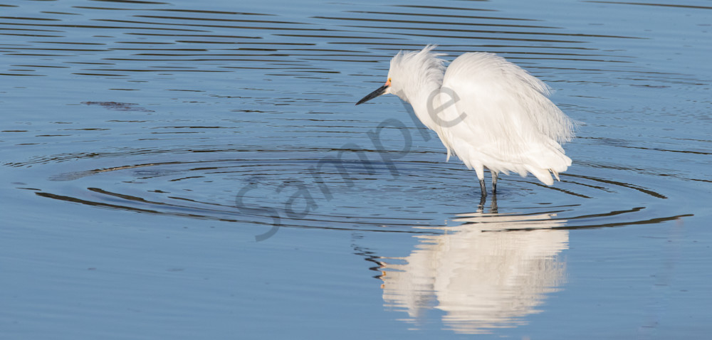 snowy egret circle