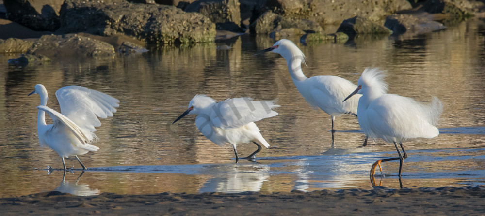 Four Egrets Photography Art | Barb Gonzalez Photography